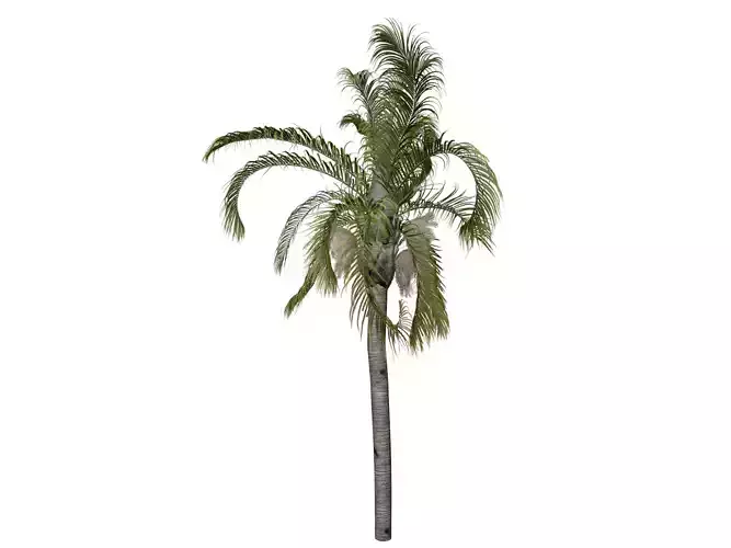 Queen Palm Tree - 01 -