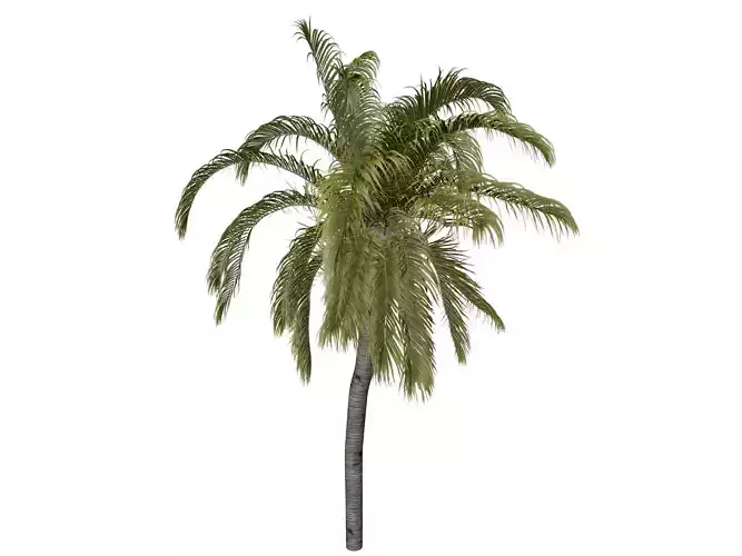 Queen Palm Tree - 02 -