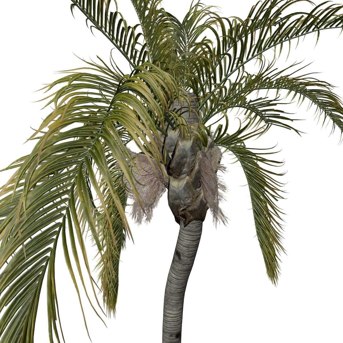 Queen Palm Tree - 03 - 3D model_3
