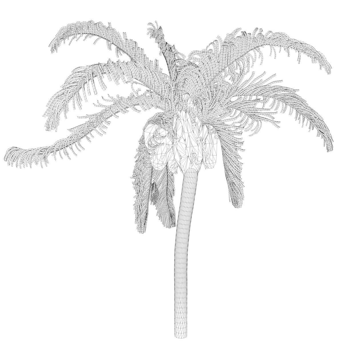 Queen Palm Tree - 03 - 3D model_2