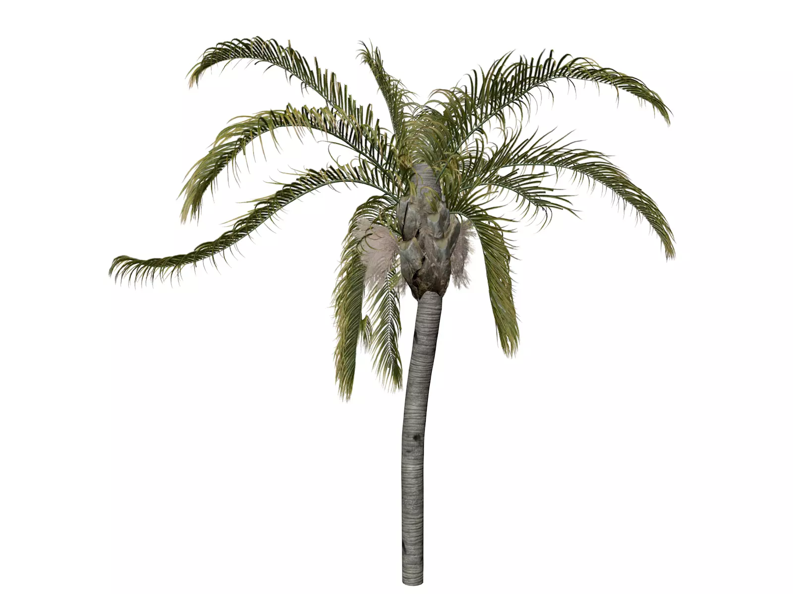 Queen Palm Tree - 03 - 3D model_0