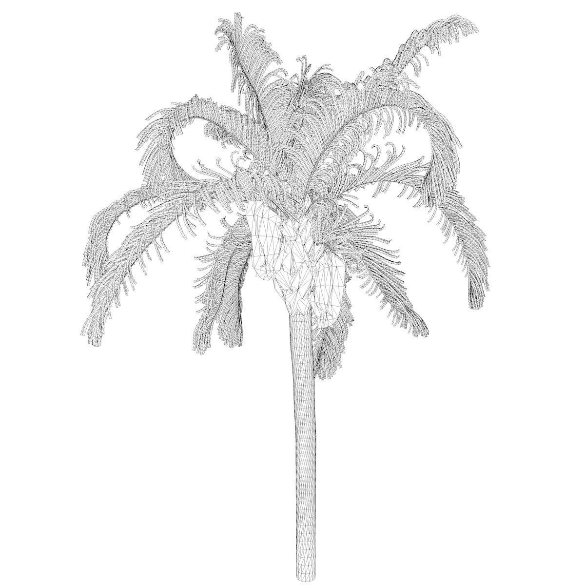 Queen Palm Tree - 04 - 3D model_2