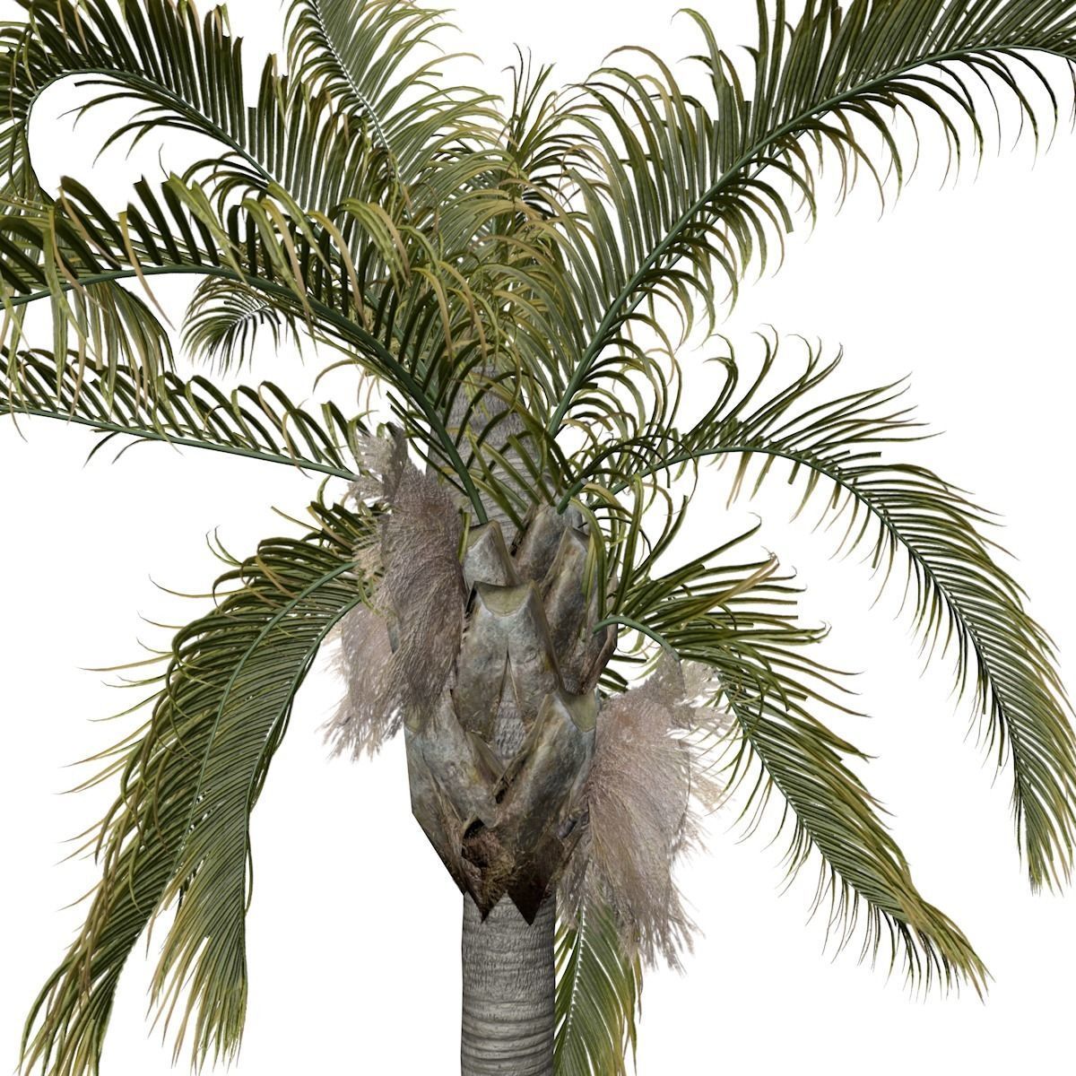 Queen Palm Tree - 04 - 3D model_3