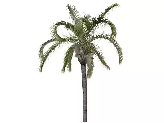 Queen Palm Tree - 04 -