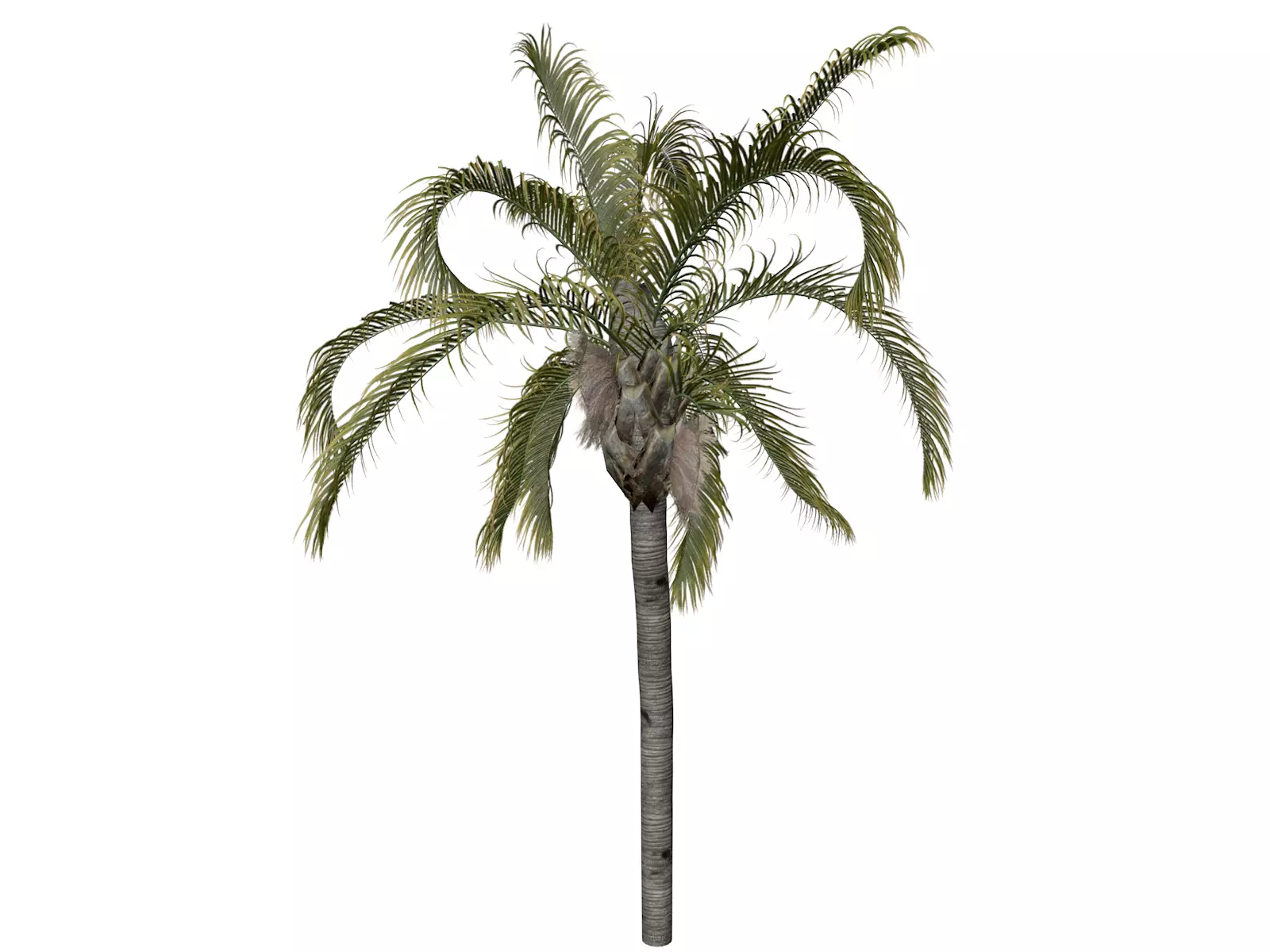 Queen Palm Tree - 04 - 3D model_0