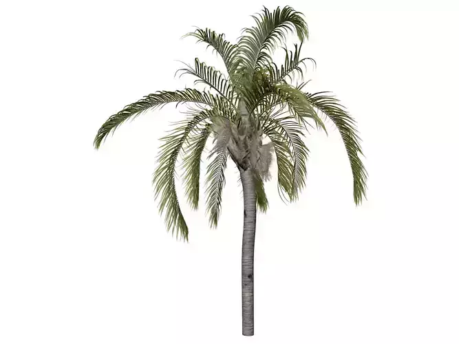 Queen Palm Tree - 05 -