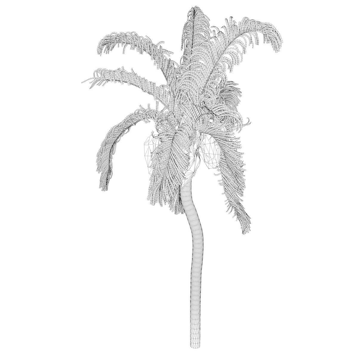 Queen Palm Tree - 07 - 3D model_2