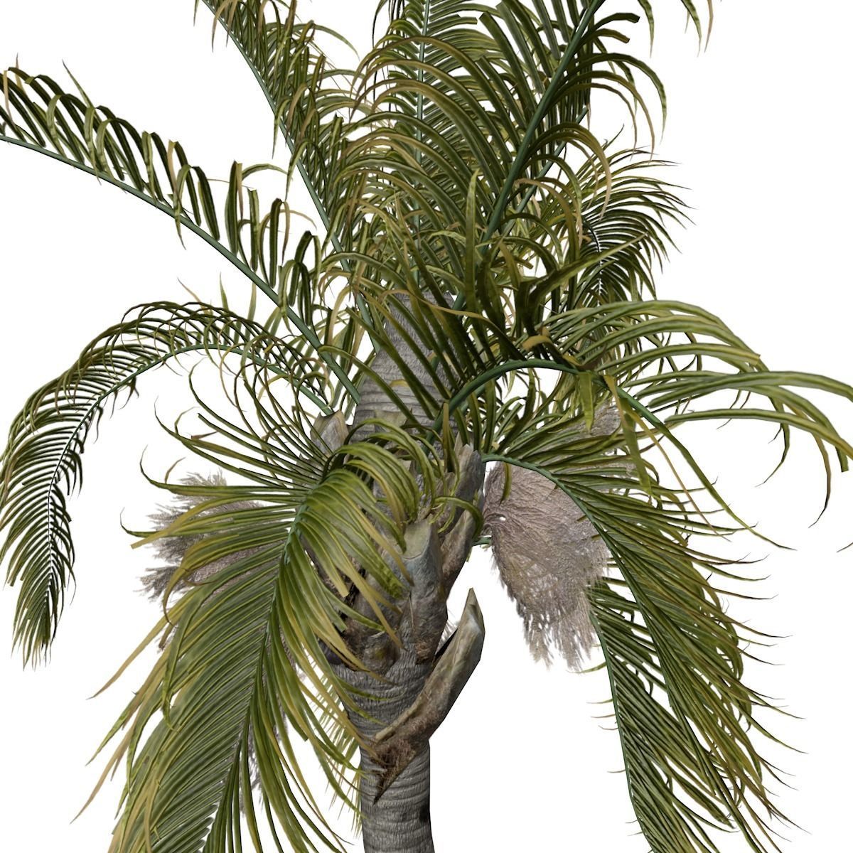 Queen Palm Tree - 07 - 3D model_3