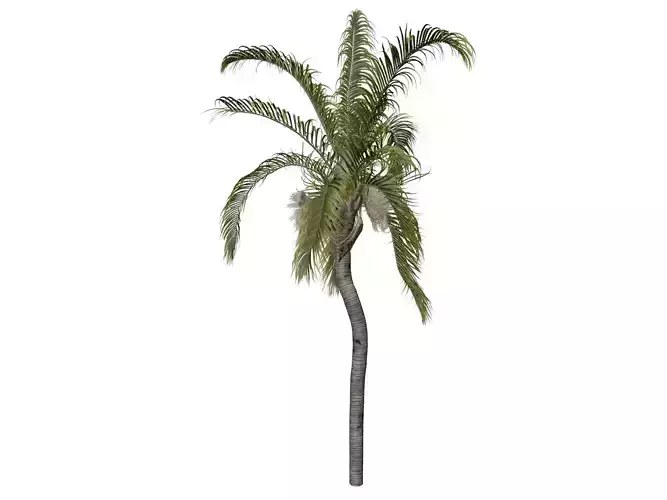 Queen Palm Tree - 07 -