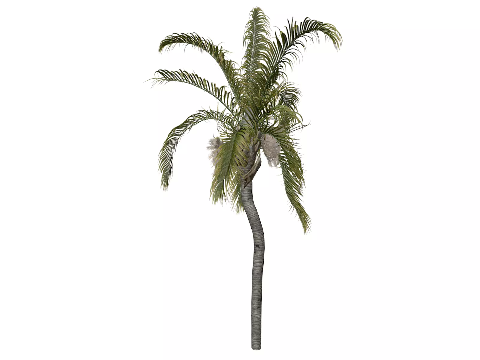 Queen Palm Tree - 07 - 3D model_0