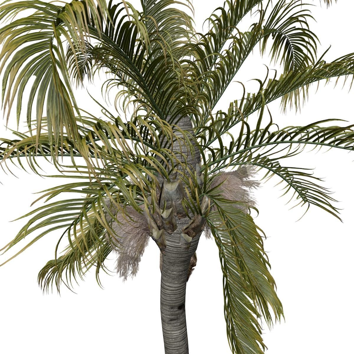 Queen Palm Tree - 08 - 3D model_3