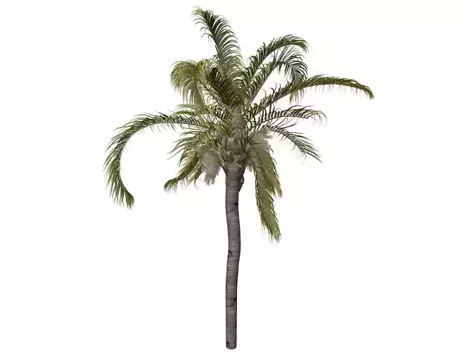 Queen Palm Tree - 08 -