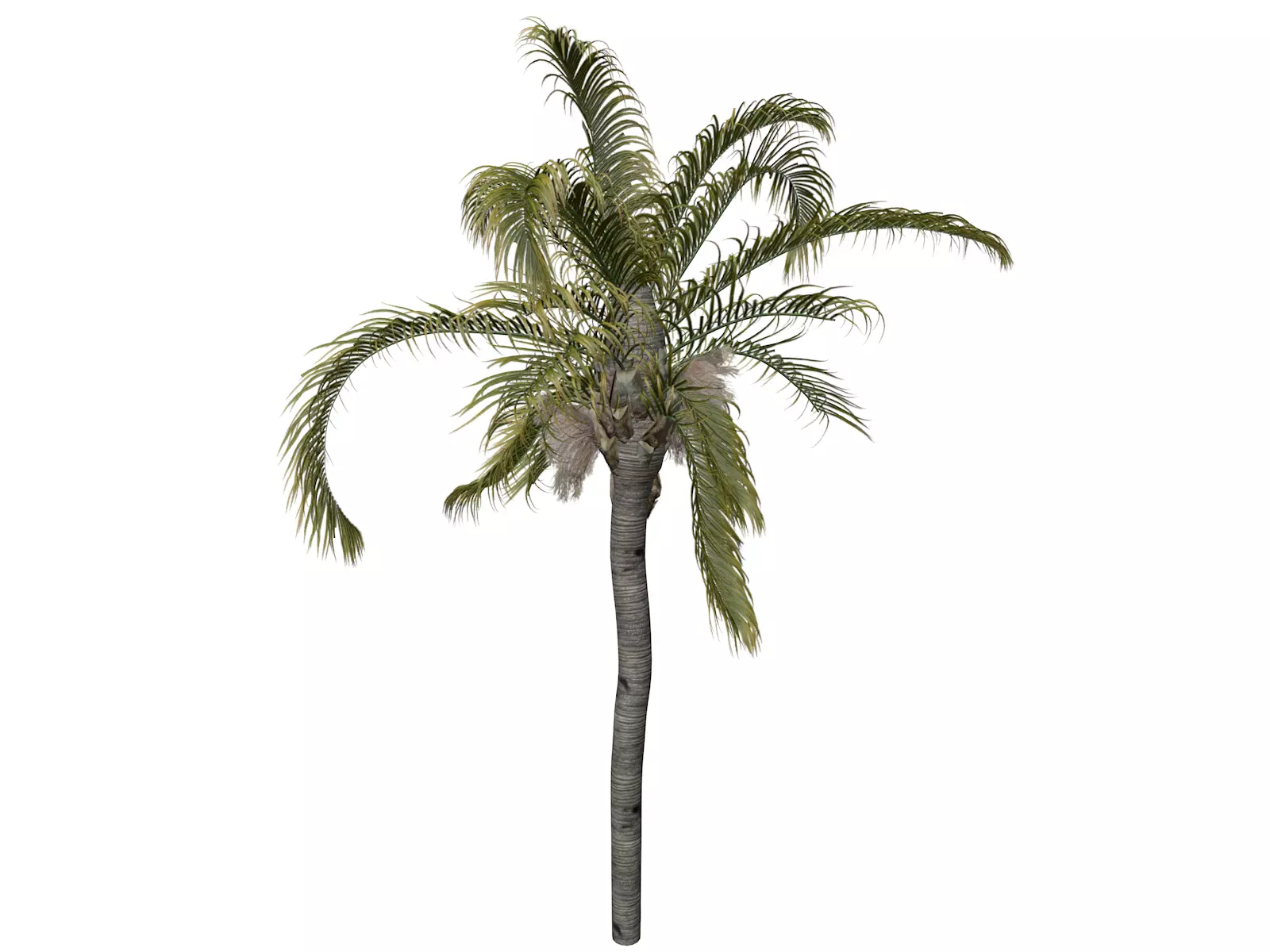 Queen Palm Tree - 08 - 3D model_0
