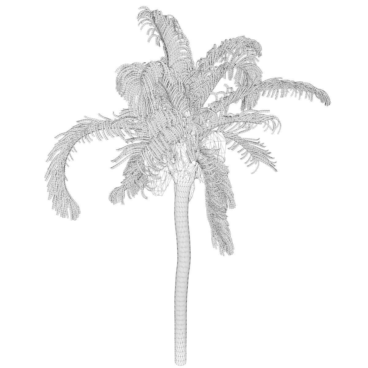 Queen Palm Tree - 08 - 3D model_2