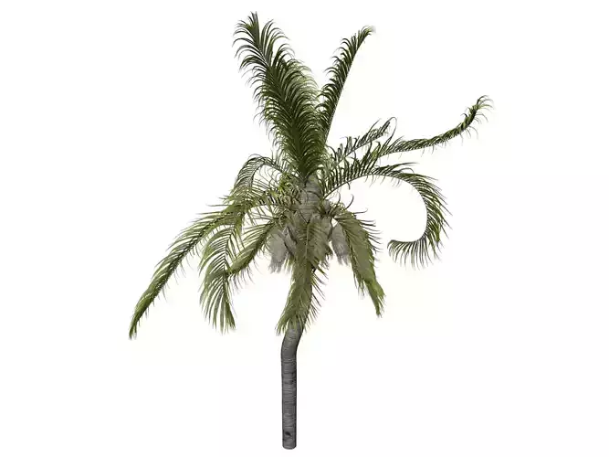 Queen Palm Tree - 09 - 3D model Queen Palm Tree - 09 - 3D model