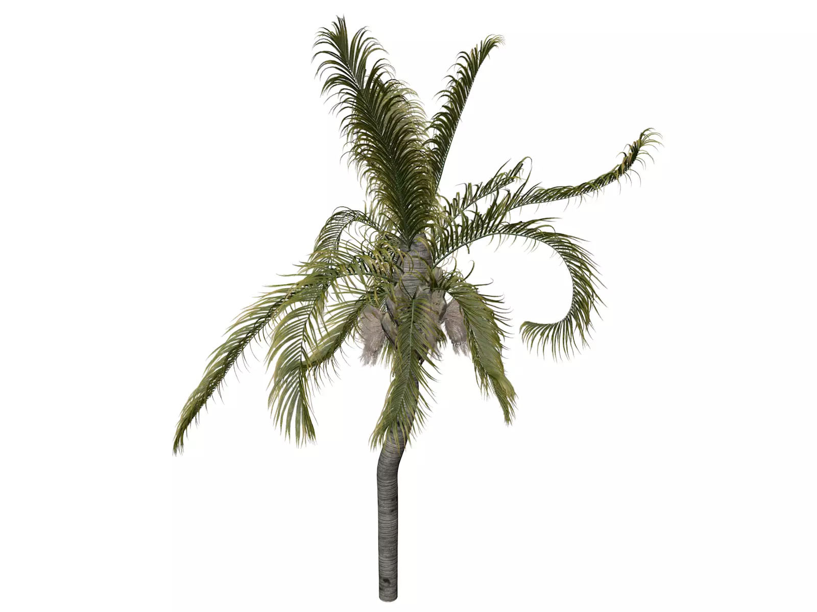 Queen Palm Tree - 09 - 3D model_0