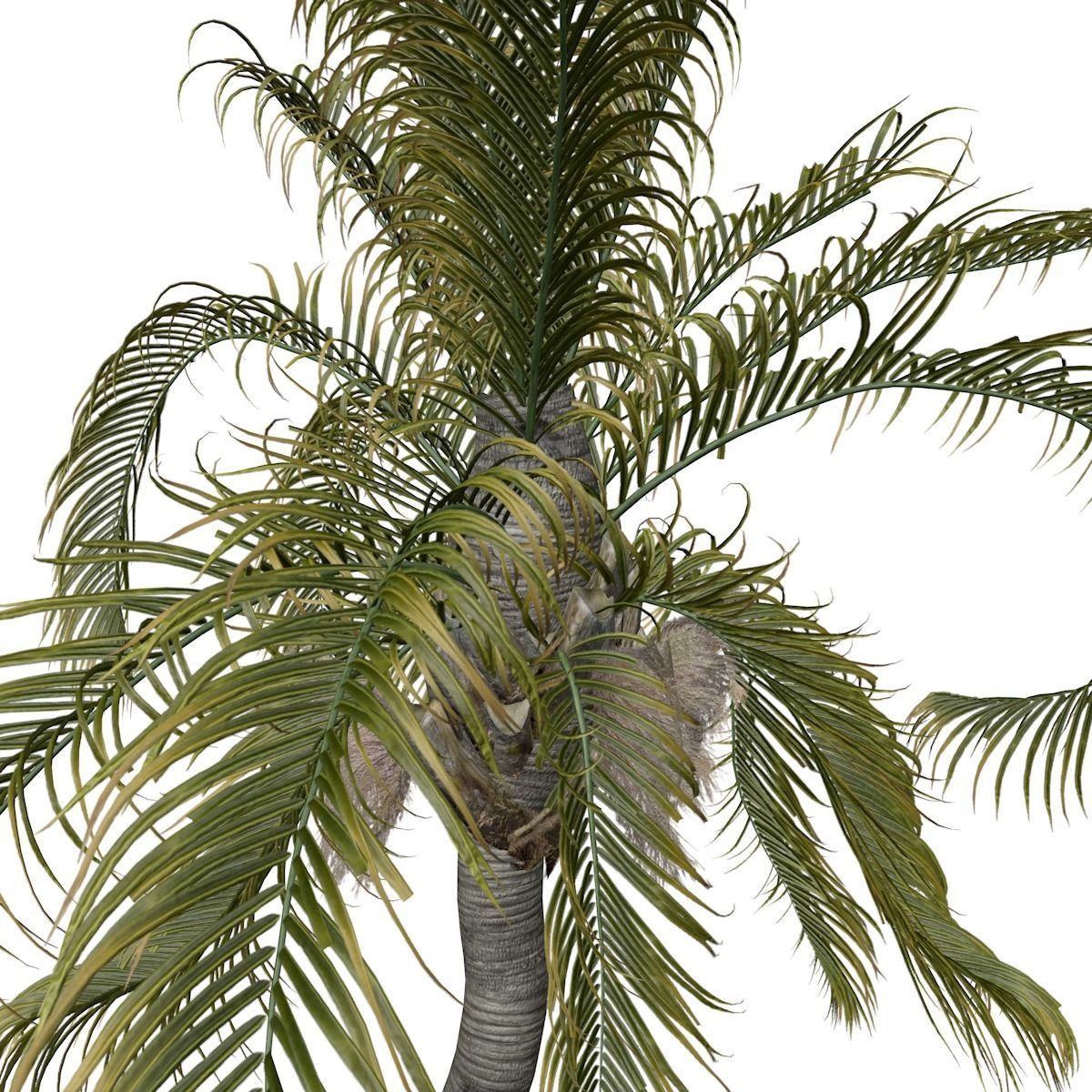 Queen Palm Tree - 09 - 3D model_3