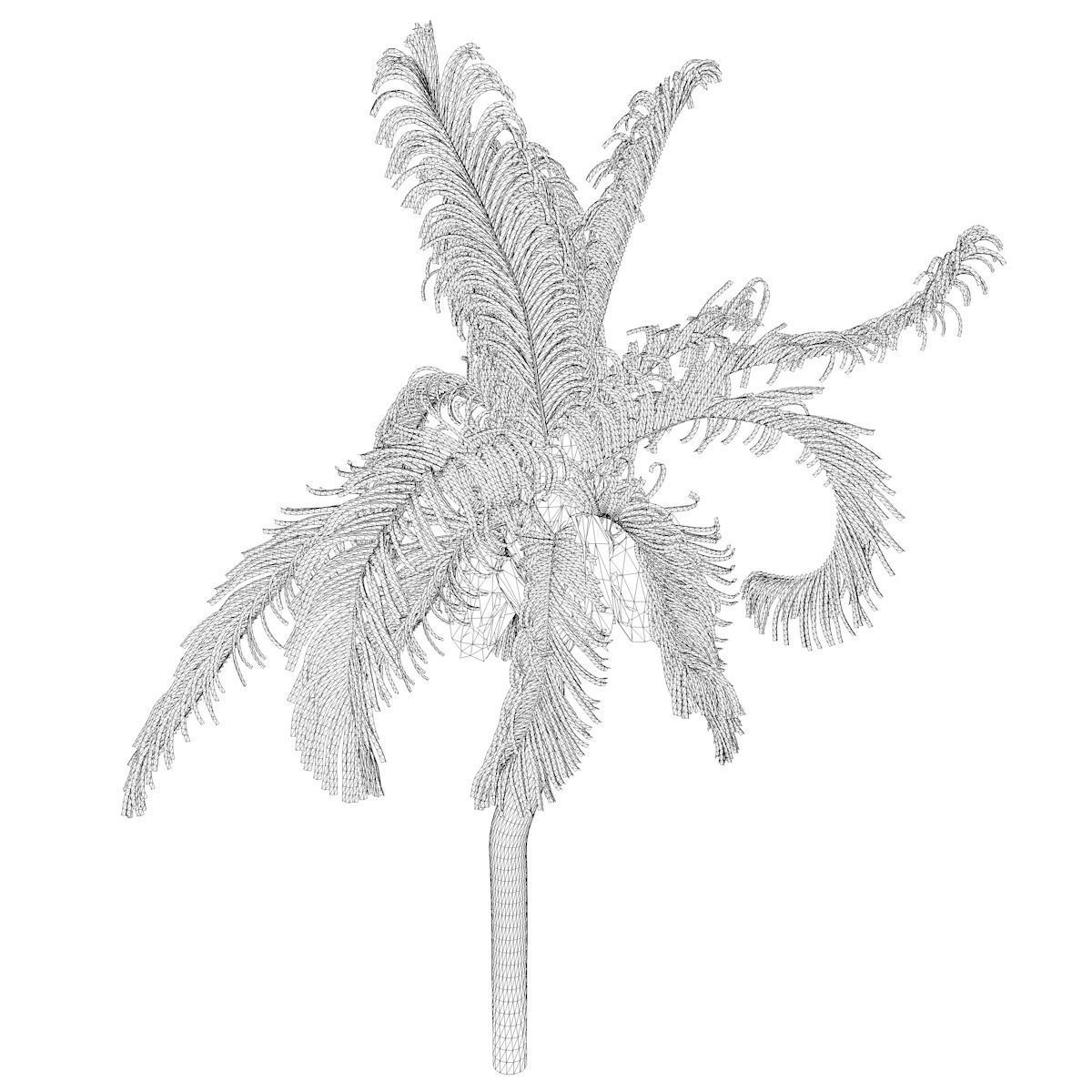 Queen Palm Tree - 09 - 3D model_2