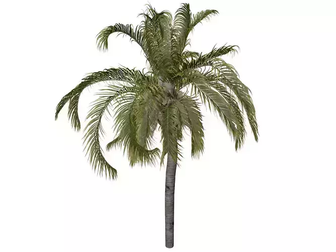 Queen Palm Tree - 10 -