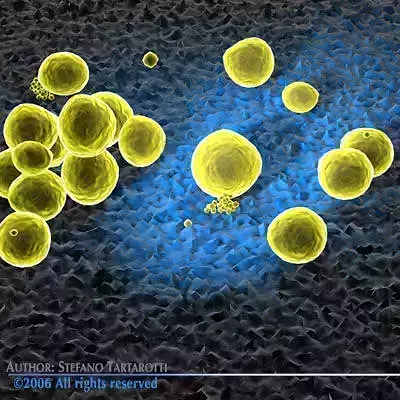 Staphylococcus bacteria