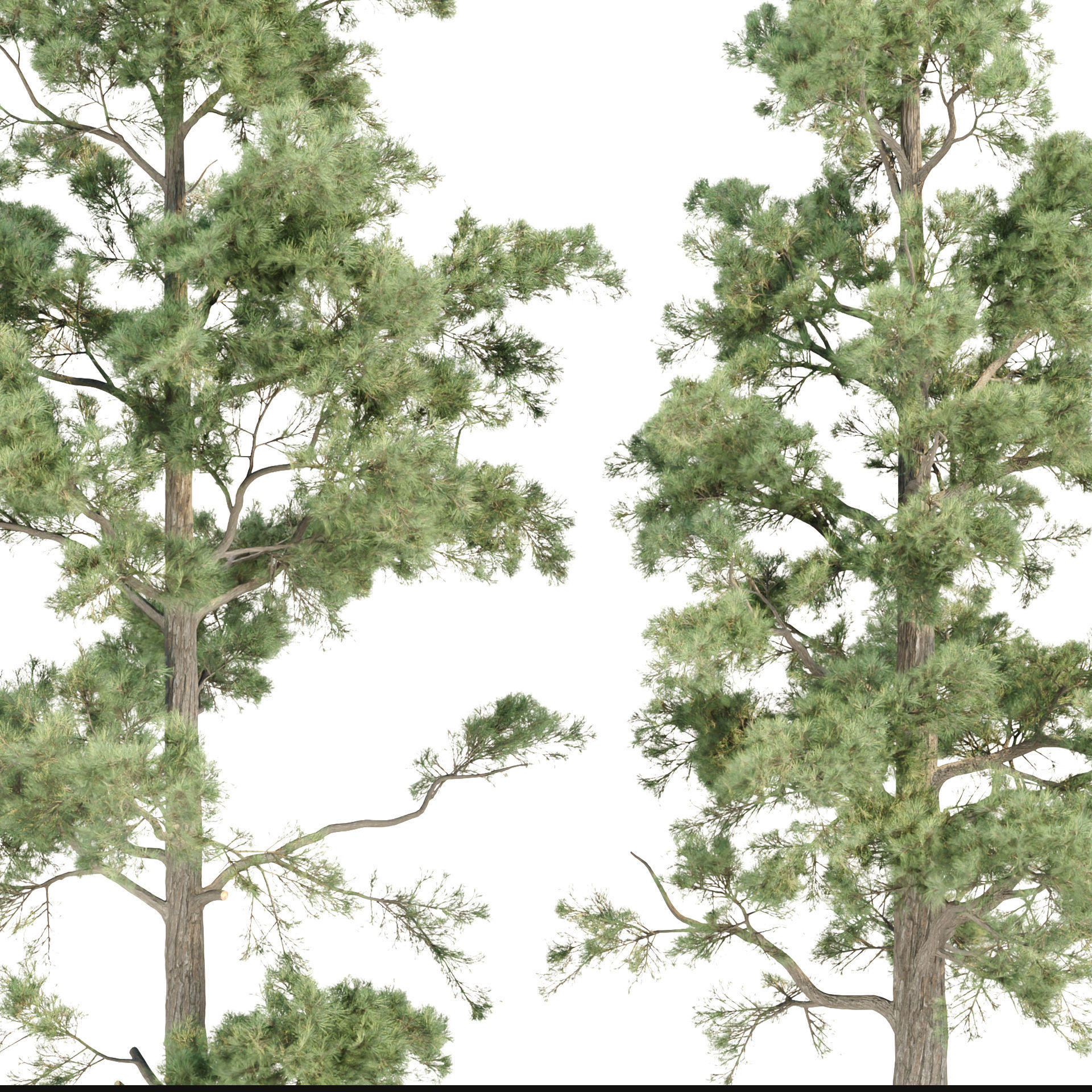 Pine trees collection vol 245 3D model_5