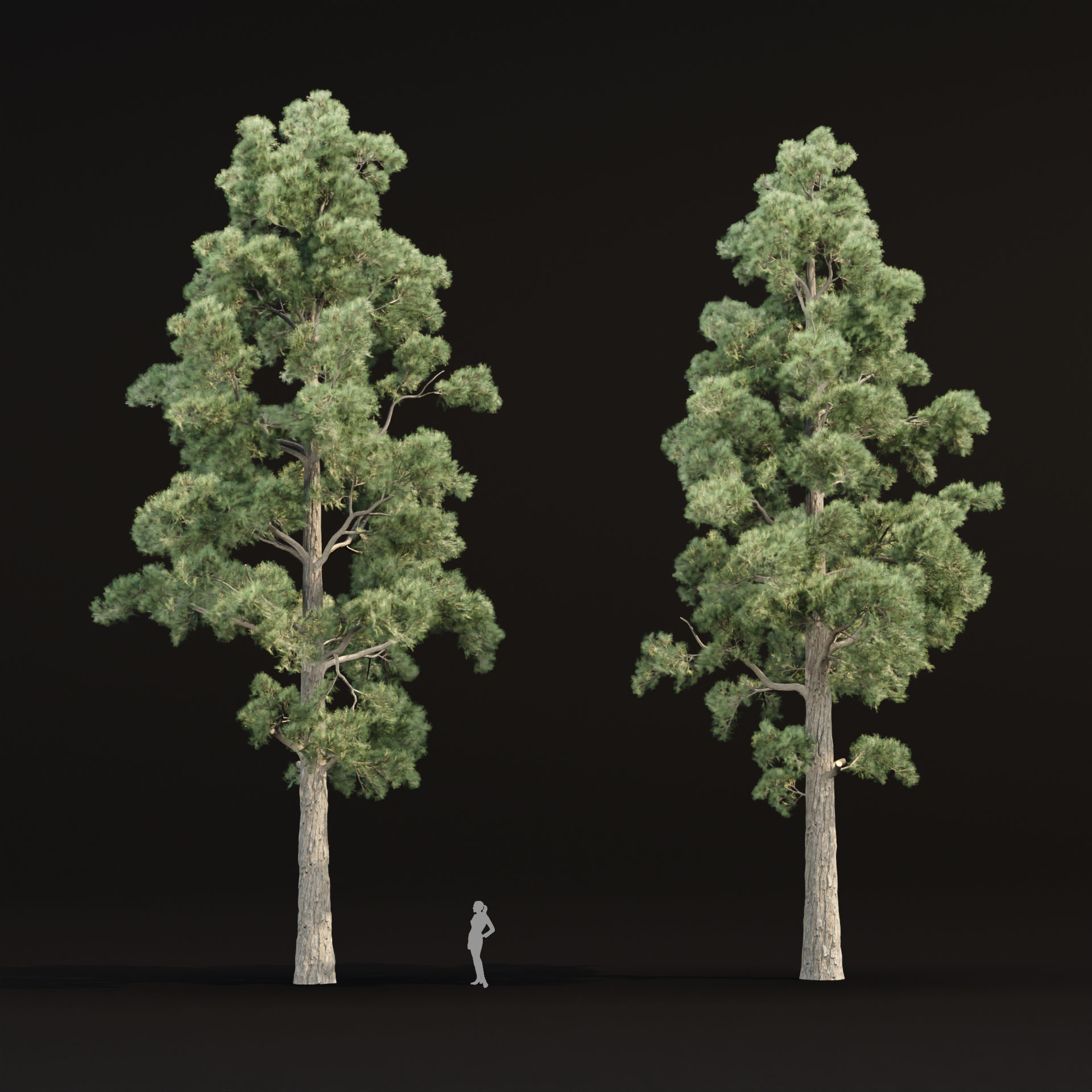 Pine trees collection vol 245 3D model_4