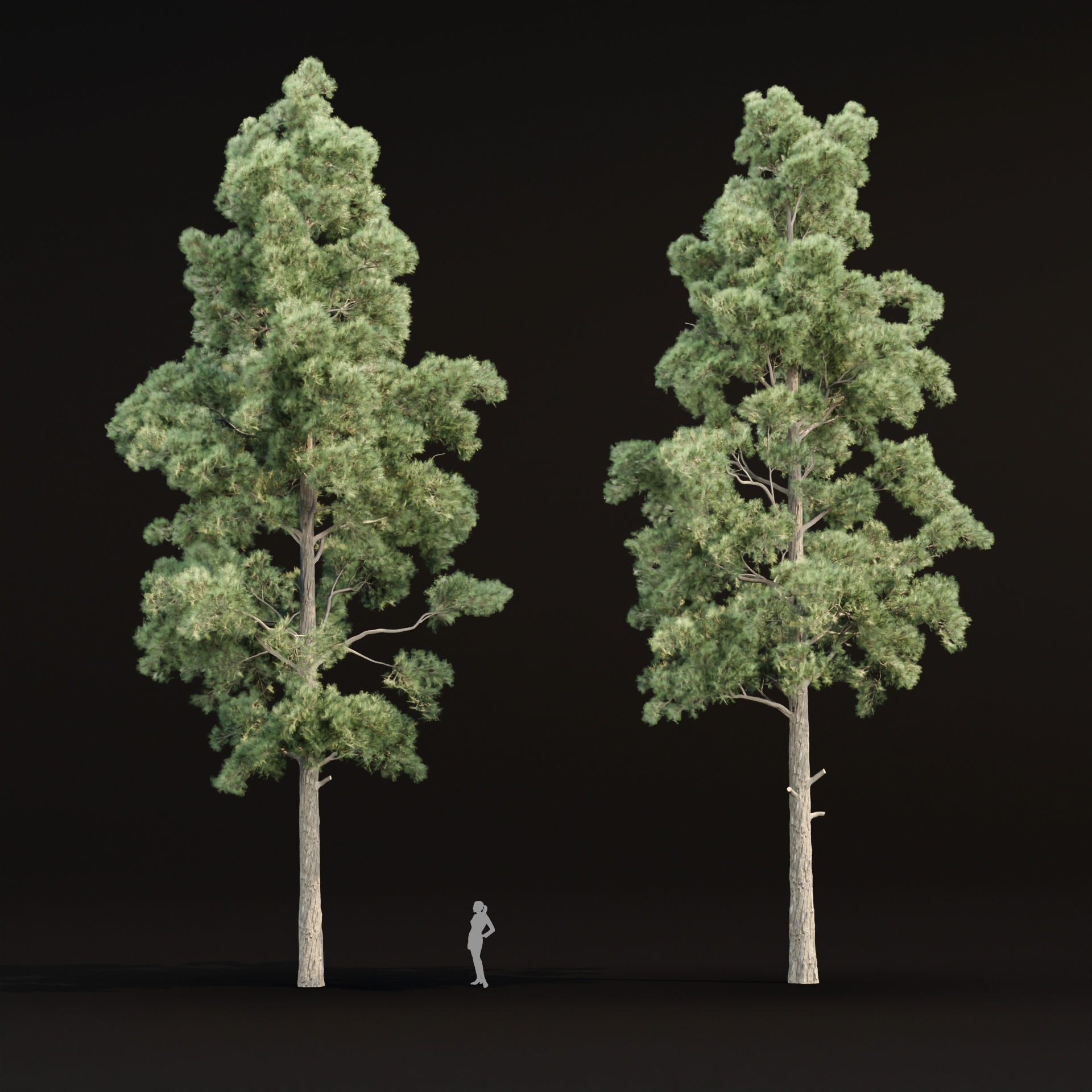 Pine trees collection vol 245 3D model_2
