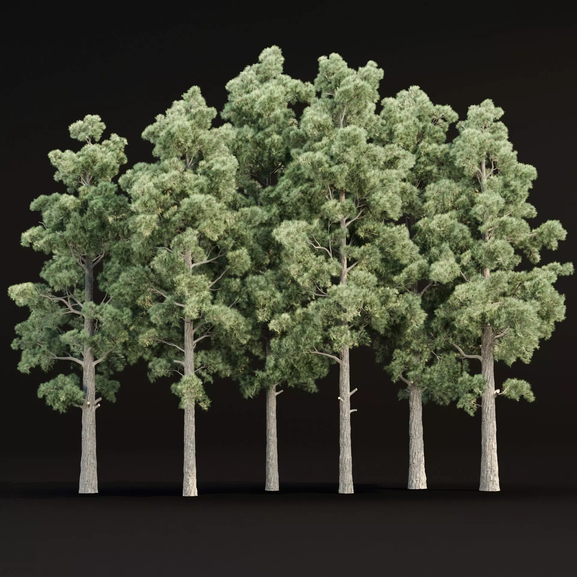 Pine trees collection vol 245 3D model_0