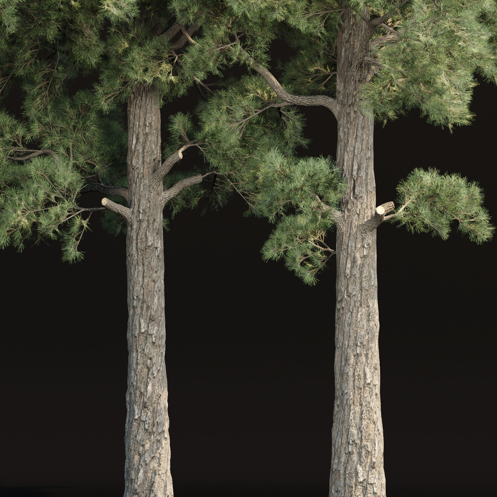 Pine trees collection vol 245 3D model_1