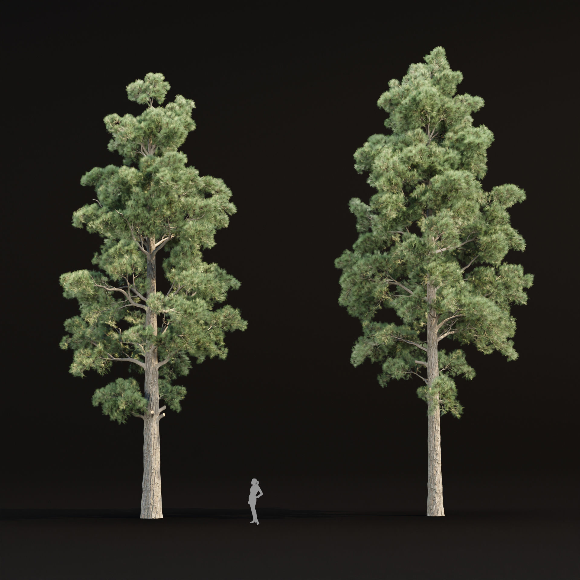 Pine trees collection vol 245 3D model_3