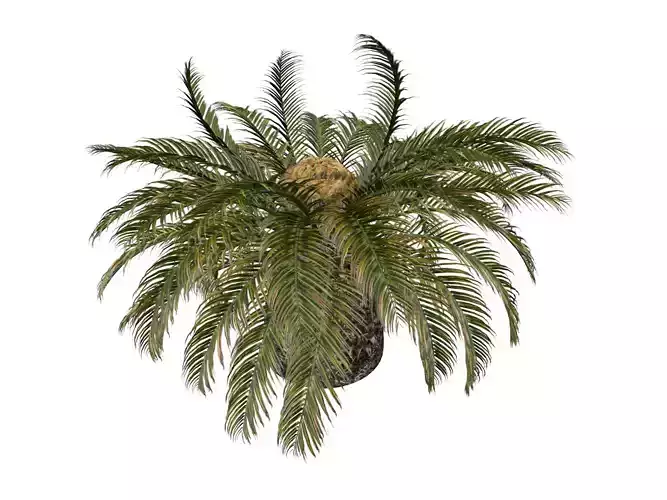 Sago Palm Tree - 01 - 3D model