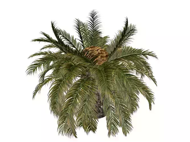 Sago Palm Tree - 02 - 3D model