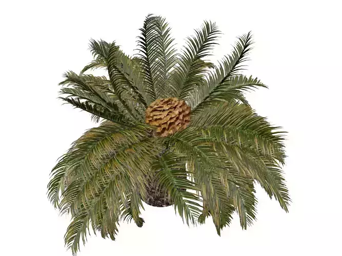 Sago Palm Tree - 05 - 3D model