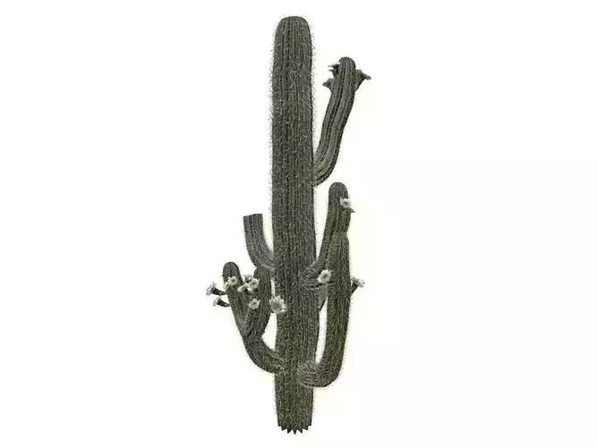 Saguaro Cactus Plant - 01 -