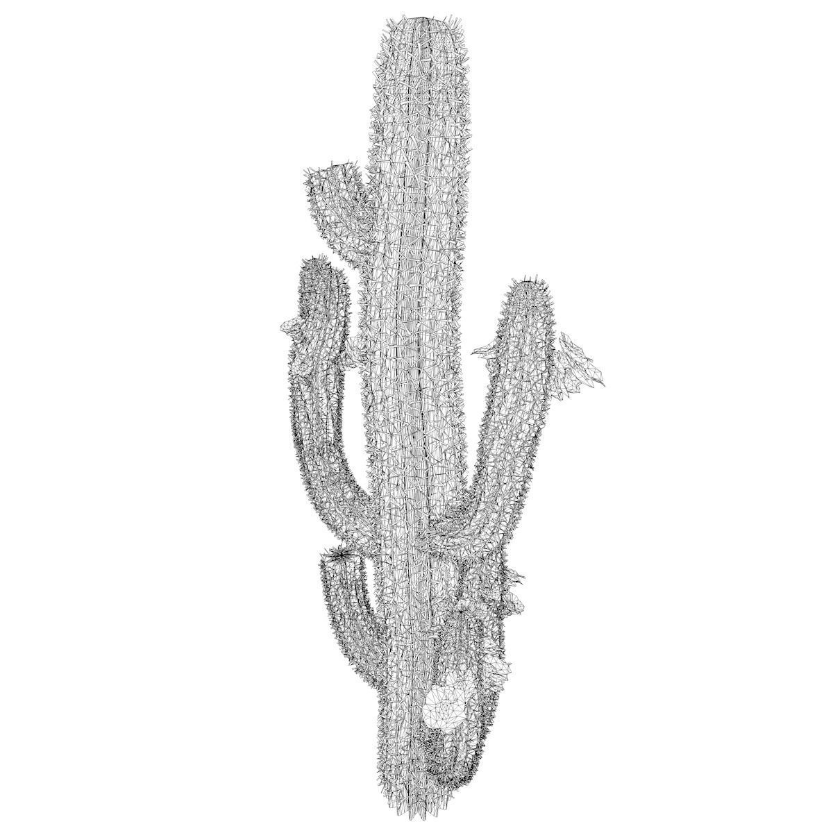 Saguaro Cactus Plant - 02 - 3D model_2