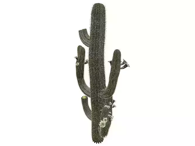Saguaro Cactus Plant - 02 -