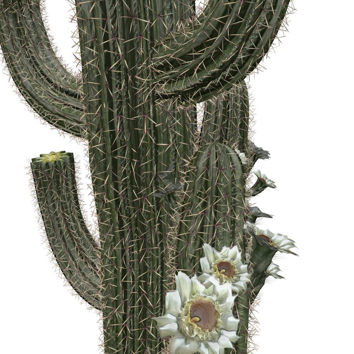 Saguaro Cactus Plant - 02 - 3D model_3