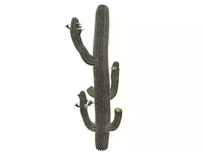 Saguaro Cactus Plant - 03 -