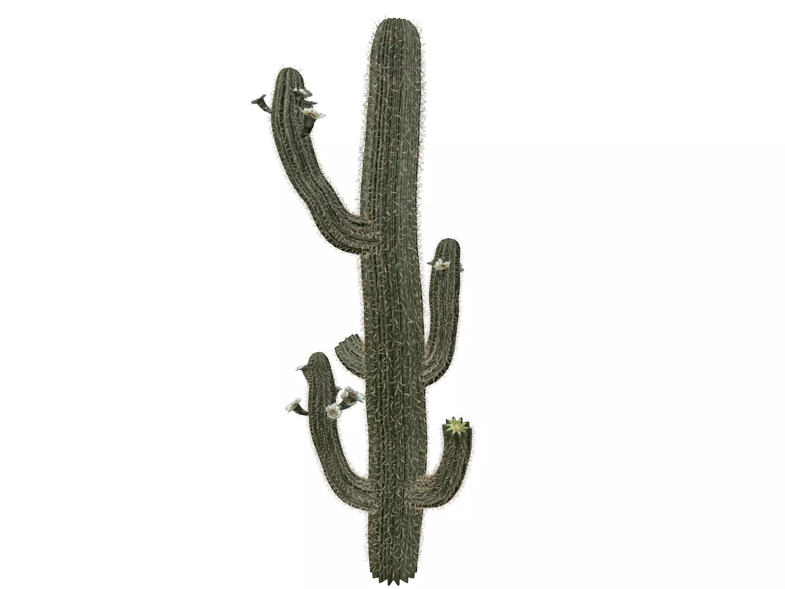 Saguaro Cactus Plant - 03 - 3D model_0