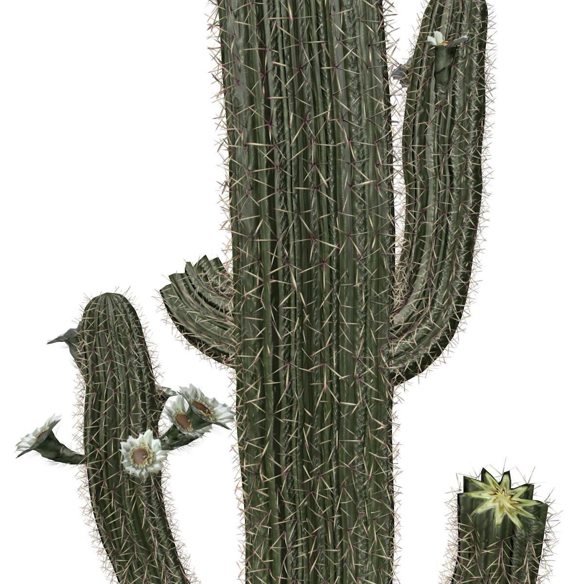 Saguaro Cactus Plant - 03 - 3D model_3