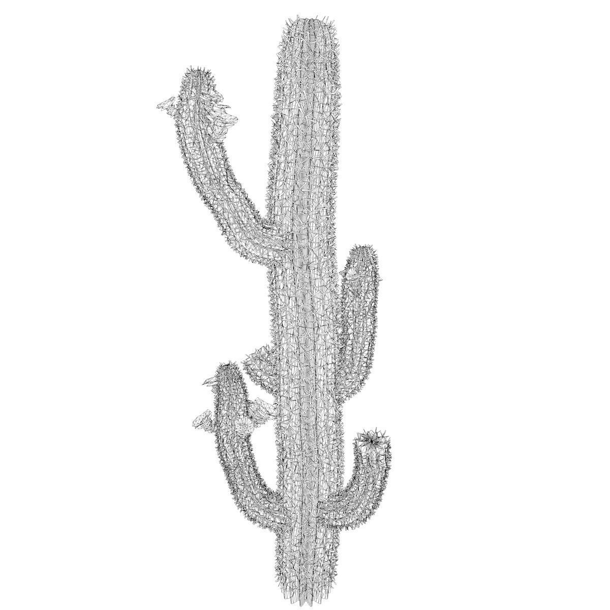 Saguaro Cactus Plant - 03 - 3D model_2