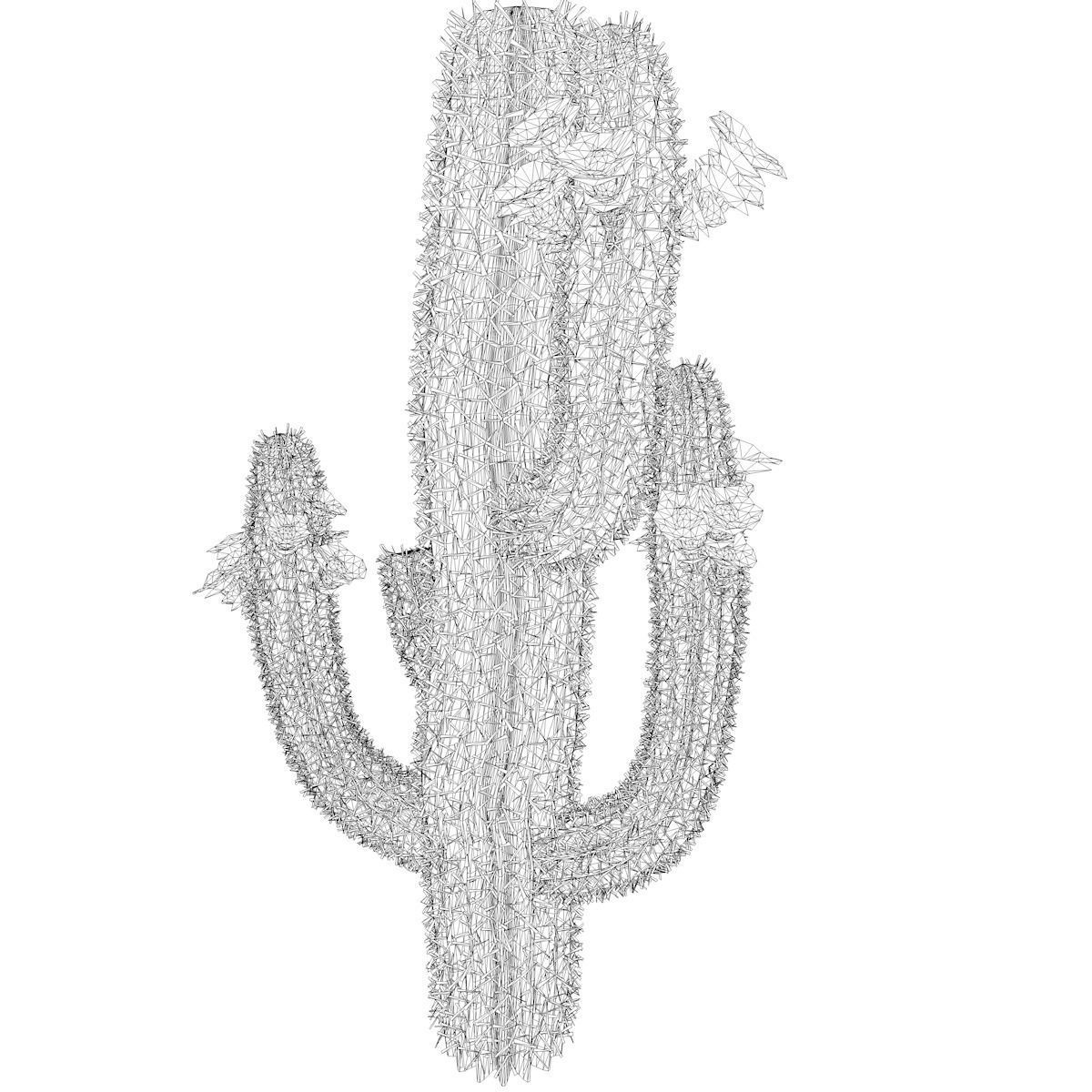 Saguaro Cactus Plant - 04 - 3D model_2