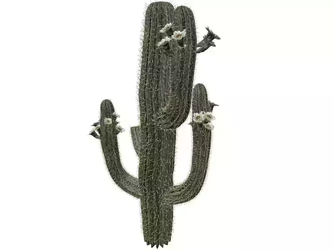 Saguaro Cactus Plant - 04 -