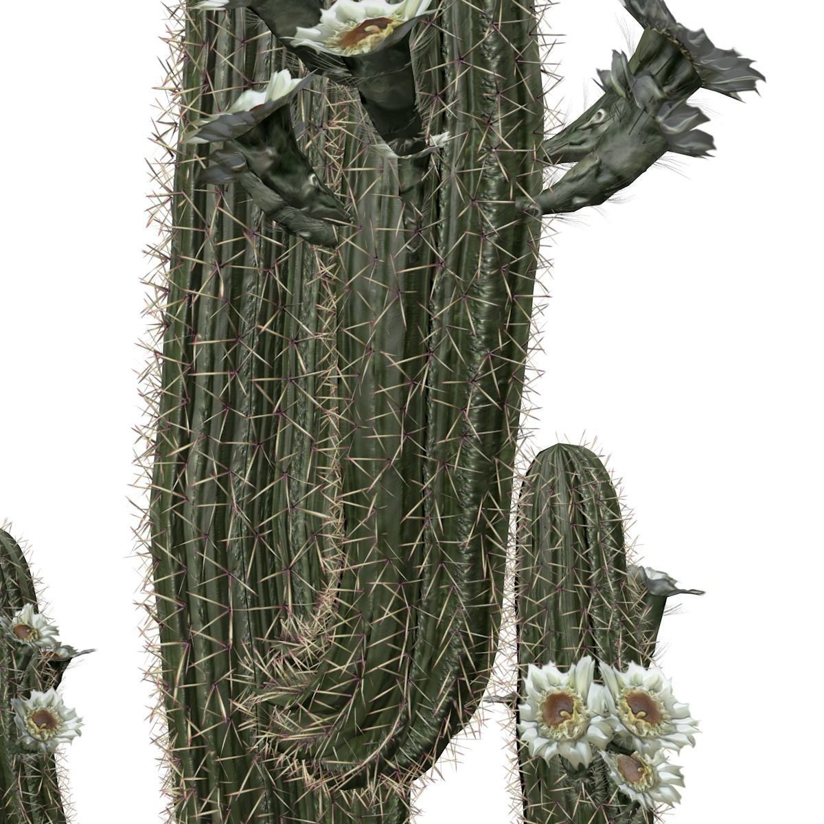 Saguaro Cactus Plant - 04 - 3D model_3