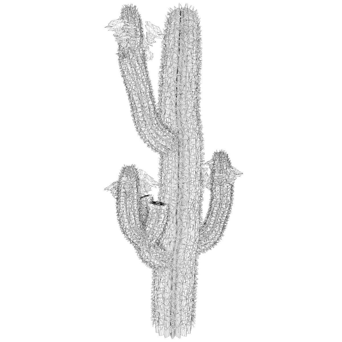 Saguaro Cactus Plant - 05 - 3D model_2