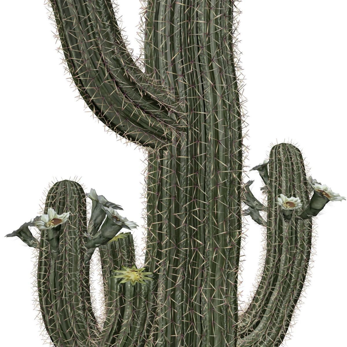 Saguaro Cactus Plant - 05 - 3D model_3