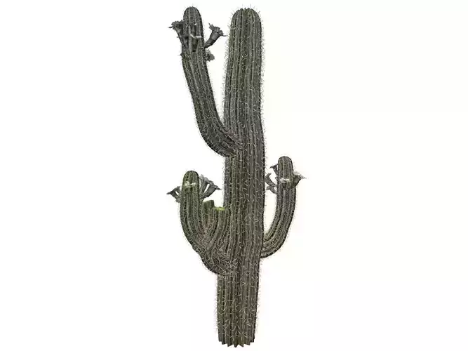 Saguaro Cactus Plant - 05 -
