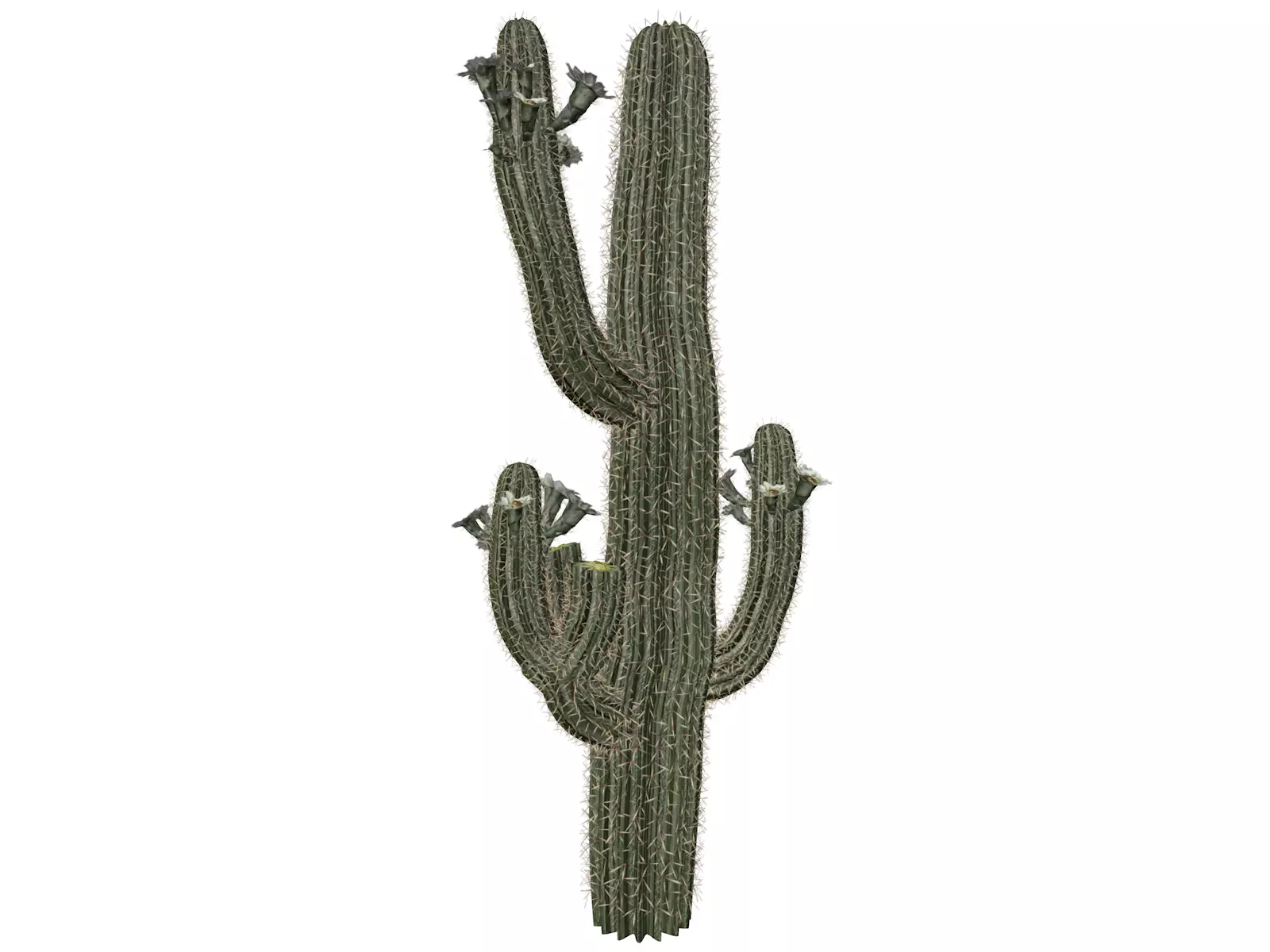 Saguaro Cactus Plant - 05 - 3D model_0