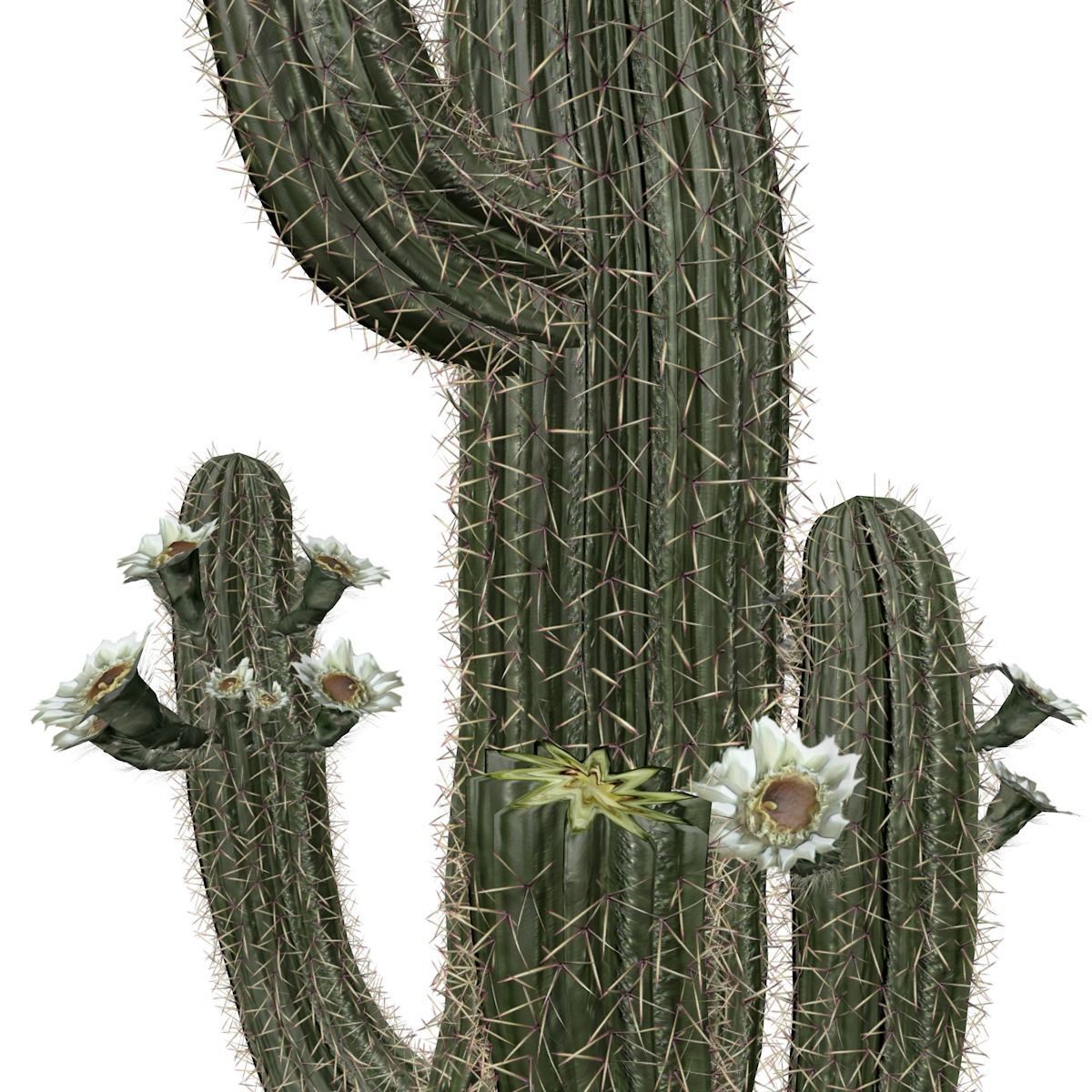 Saguaro Cactus Plant - 06 - 3D model_3