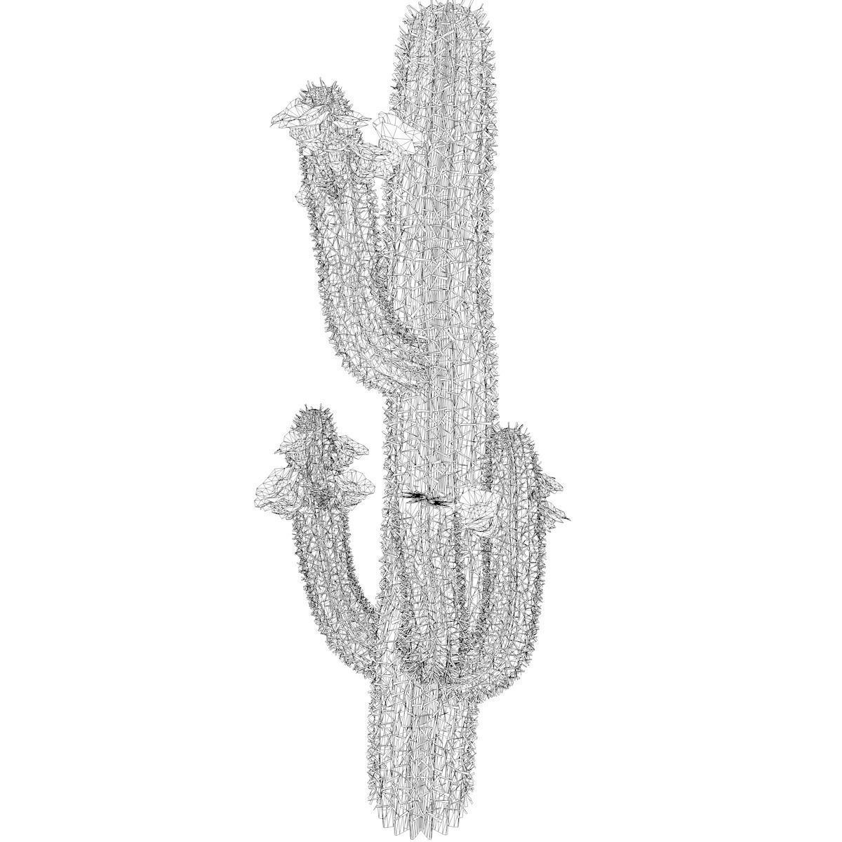 Saguaro Cactus Plant - 06 - 3D model_2